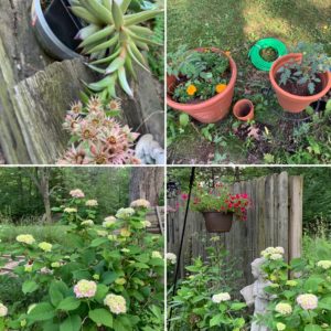 summer flowers