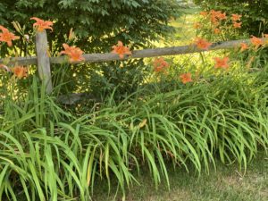 summer flowers