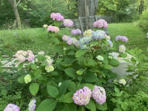 summer flowers