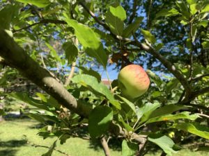 Summer produce