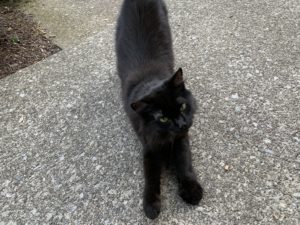 Cat
