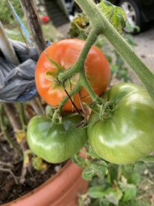 Summer produce