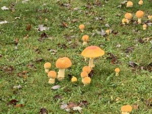fall foliage