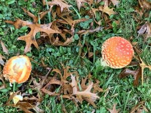 fall foliage