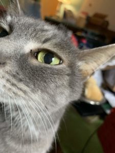 Sophie cat