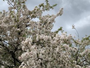 Spring blossoms