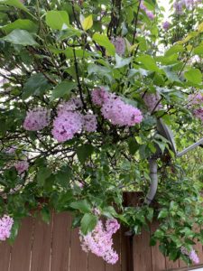 Lilacs