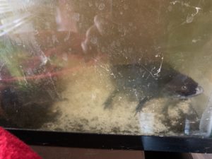 Ziggy-Zorro axolotl fish