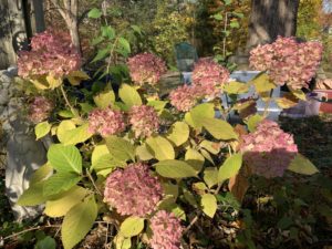 fall foliage